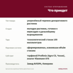 Хризантема корейская Пейтон Дейл Пинк (0,1л) — что приедет