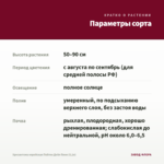 Хризантема корейская Пейтон Дейл Пинк (0,1л) — параметры сорта