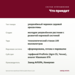 Хризантема корейская Пейтон Дейл Пинк (0,1л) — что приедет