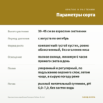 Хризантема корейская Pompon Yellow (0,1л) — параметры сорта