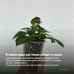 Хризантема корейская Pompon Yellow (0,1л) — в таком виде растение уходит в заказ