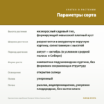 Хризантема корейская Pompon Yellow (срезы/3шт) — параметры сорта