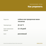 Хризантема корейская Pompon Yellow (срезы/3шт) — как укоренить черенок