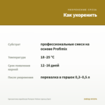Хризантема корейская Pompon Yellow (срезы/3шт) — как укоренить черенок