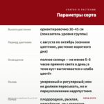 Хризантема корейская Ра-ра (0,1л) — параметры сорта
