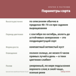 Хризантема корейская Рассвет (0,1л) — параметры сорта