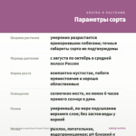 Хризантема корейская Ромео Пинк (0,1л) — параметры сорта