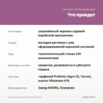 Хризантема корейская Ромео Пинк (0,1л) — что приедет
