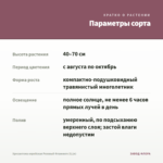 Хризантема корейская Розовый Фламинго (0,1л) — параметры сорта