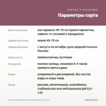 Хризантема корейская Розовый Фламинго (0,1л) — параметры сорта
