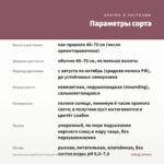 Хризантема корейская Розовый Фламинго (срез/3шт) — параметры сорта
