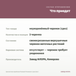 Хризантема корейская Розовый Фламинго (срез/3шт) — что приедет
