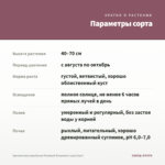 Хризантема корейская Розовый Фламинго (срез/3шт) — параметры сорта