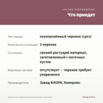Хризантема корейская Розовый Фламинго (срез/3шт) — что приедет