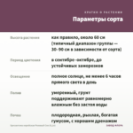 Хризантема корейская Розовый Сон (0,1л) — параметры сорта