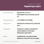 Хризантема корейская Розовый Сон (0,1л) — параметры сорта