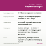 Хризантема Корейская Седая дама (0,1л) — параметры сорта