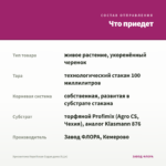 Хризантема Корейская Седая дама (0,1л) — что приедет