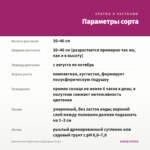 Хризантема Корейская Седая дама (0,1л) — параметры сорта