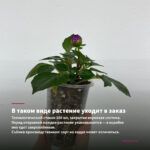 Хризантема Корейская Седая дама (0,1л) — в таком виде растение уходит в заказ