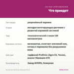 Хризантема Корейская Седая дама (0,1л) — что приедет