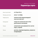 Хризантема Корейская Седая дама (срезы/3шт) — параметры сорта
