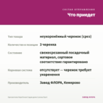 Хризантема Корейская Седая дама (срезы/3шт) — что приедет