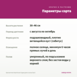 Хризантема Корейская Седая дама (срезы/3шт) — параметры сорта
