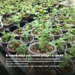 Хризантема корейская Шапка Мономаха (0,1л) — в таком виде растение уходит в заказ