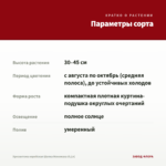 Хризантема корейская Шапка Мономаха (0,1л) — параметры сорта