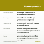 Хризантема корейская Сонечка (0,1л) — параметры сорта
