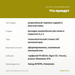 Хризантема корейская Сонечка (0,1л) — что приедет