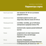 Хризантема корейская Сонечка (0,1л) — параметры сорта