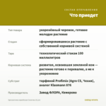 Хризантема корейская Сонечка (0,1л) — что приедет