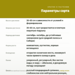 Хризантема корейская Сонечка (срез/3шт) — параметры сорта