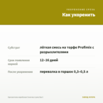 Хризантема корейская Сонечка (срез/3шт) — как укоренить черенок