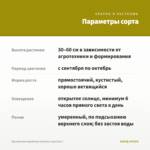 Хризантема корейская Сонечка (срез/3шт) — параметры сорта