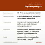 Хризантема корейская Стожары (0,1л) — параметры сорта