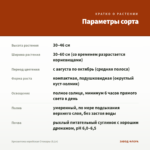 Хризантема корейская Стожары (0,1л) — параметры сорта