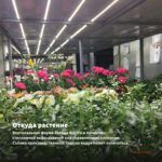 Хризантема корейская Стожары (срез/3шт) — откуда растение: вертикальная ферма Завода ФЛОРА в Кемерово