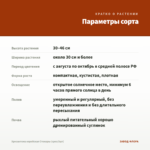 Хризантема корейская Стожары (срез/3шт) — параметры сорта