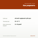 Хризантема корейская Стожары (срез/3шт) — как укоренить черенок
