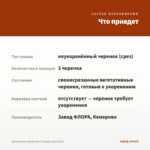 Хризантема корейская Стожары (срез/3шт) — что приедет