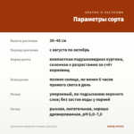 Хризантема корейская Стожары (срез/3шт) — параметры сорта