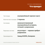 Хризантема корейская Стожары (срез/3шт) — что приедет