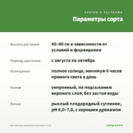 Хризантема корейская Светозар (0,1л) — параметры сорта
