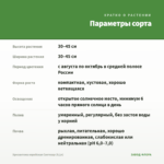 Хризантема корейская Светозар (0,1л) — параметры сорта