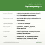 Хризантема корейская Светозар (срез/3шт) — параметры сорта