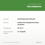 Хризантема корейская Светозар (срез/3шт) — как укоренить черенок