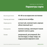 Хризантема корейская Светозар (срез/3шт) — параметры сорта